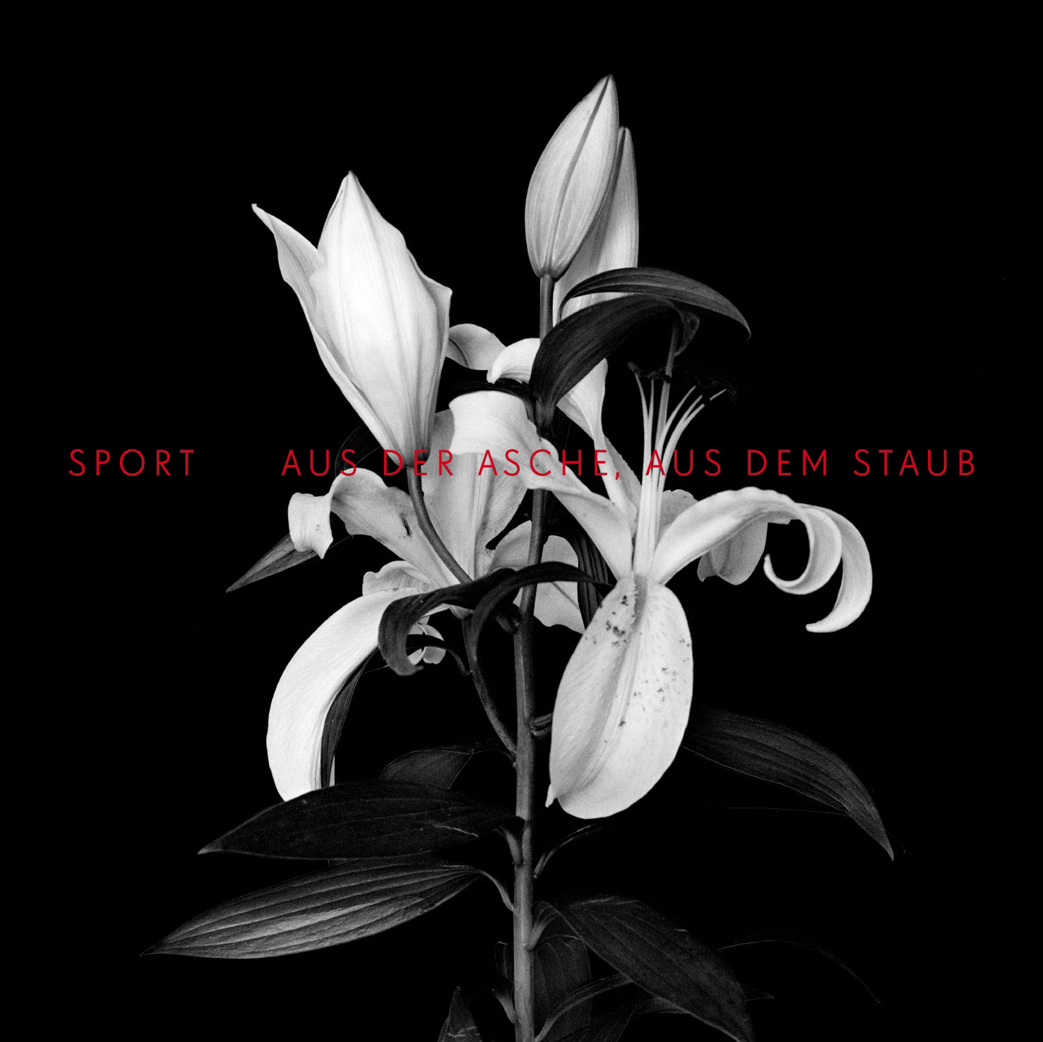 AUS DER ASCHE AUS DEM STAUB